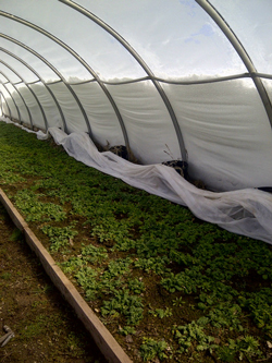 Spinach grows in the unheated Earth Friendly Farm greenhouse, near Salisbury, NB, in April, as four feet of snow climbs the walls. (Photo by Susan Linkletter)