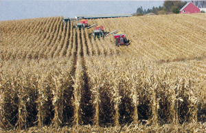 Corn harvest on the Driscoll Farm. Photo by Elliott Driscoll.