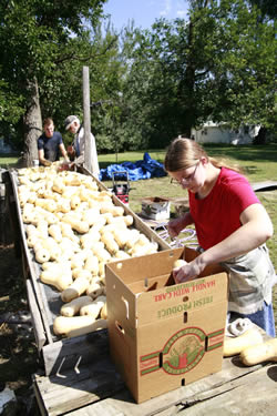 Jim Rowh (center,) washes organic butternut squash with siblings