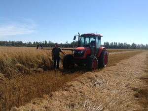 Terry Sheehan poses for a picture during the 2013 organic oat harvest