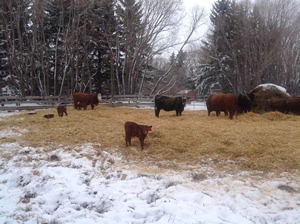 Organic cattle from Terry Sheehan's herd gather around hay