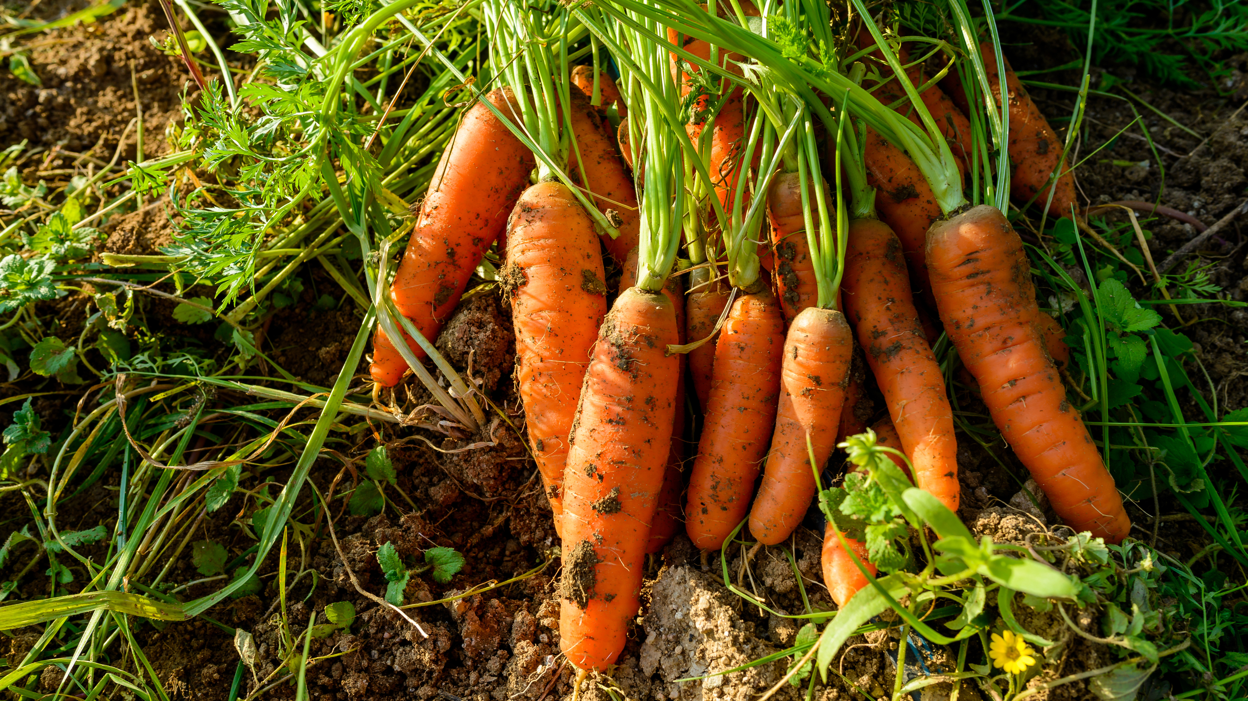 Freshly harvested organic carrots