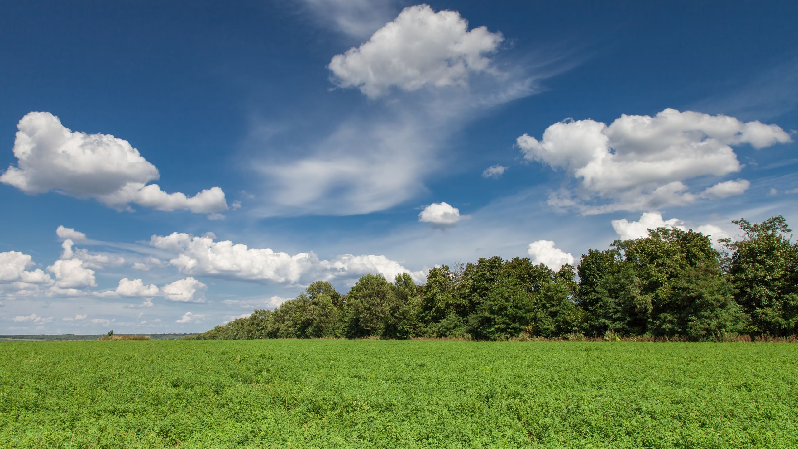 Alfalfa, blue sky, and a tree line
