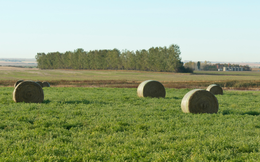 Bales of alfalfa in a field