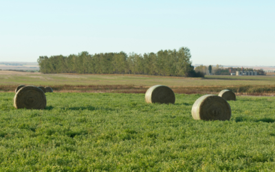 Allan Kettle: Organic Farming in Alberta
