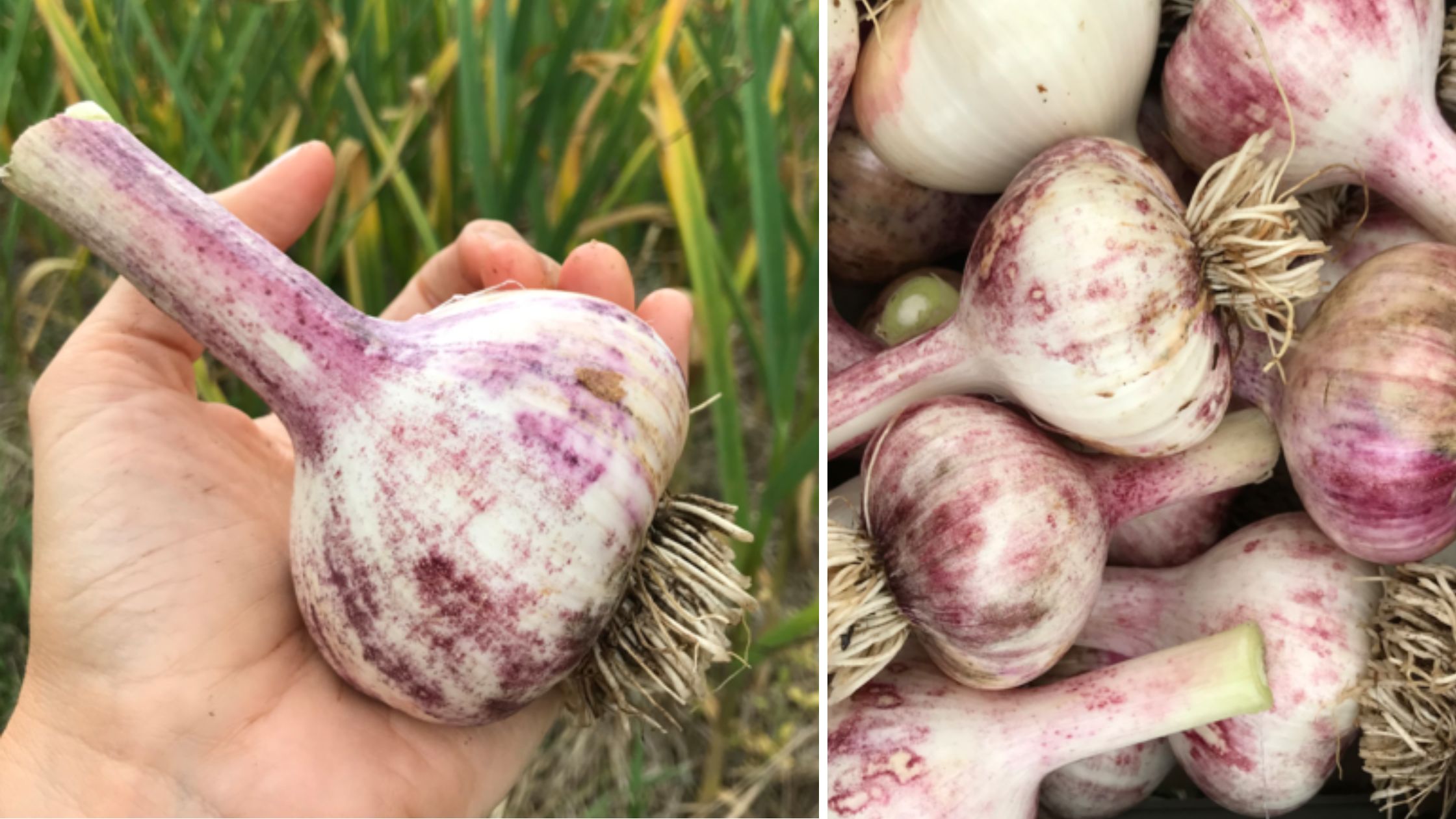 Organic Garlic from Bessette Farms in British Columbia