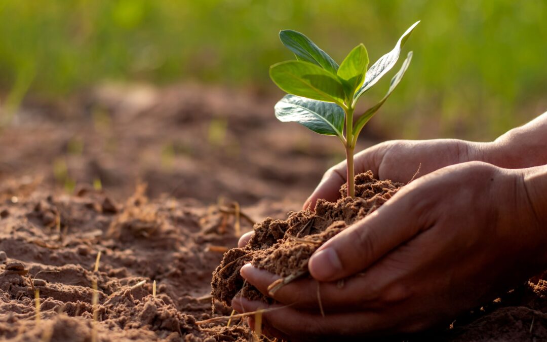 Healthy Soil: The foundation of organic farming