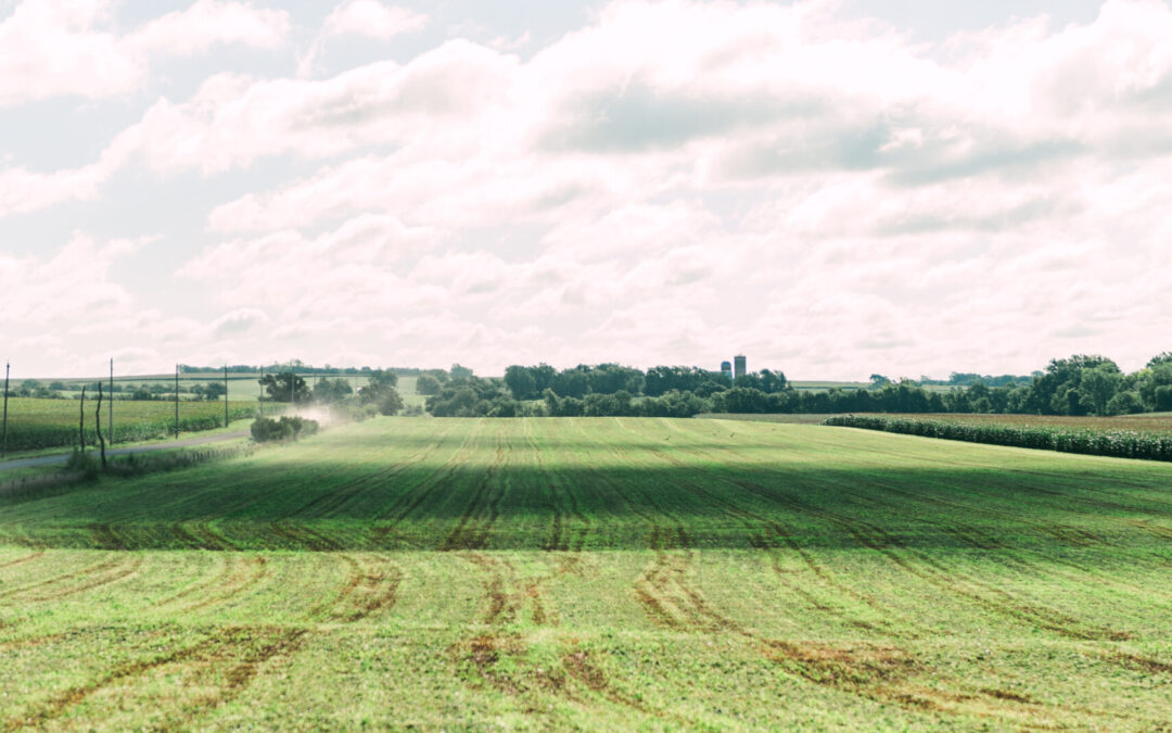 An organic field near Sabetha, Kansas.