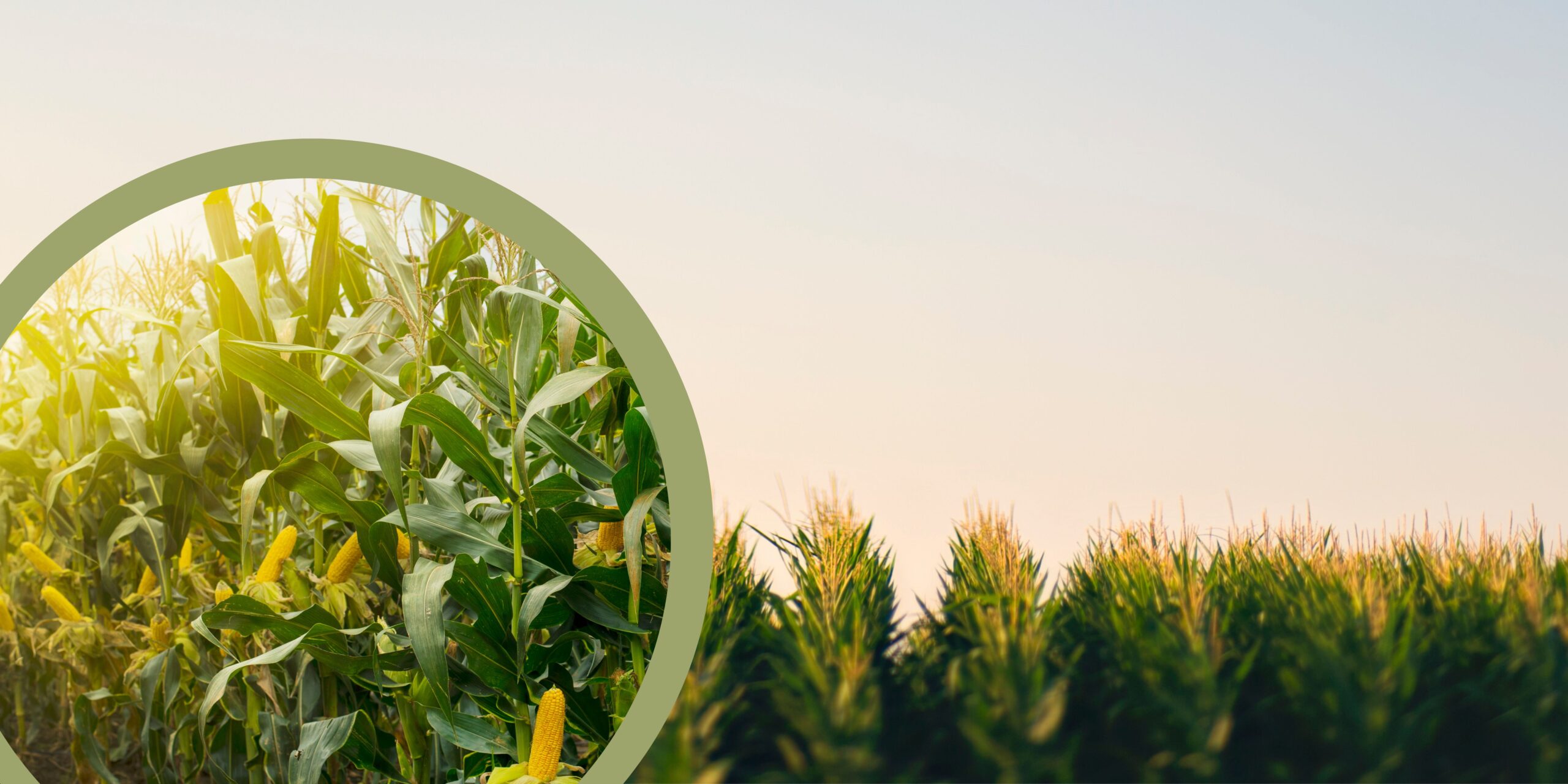 Organic farming leads to healthier environment