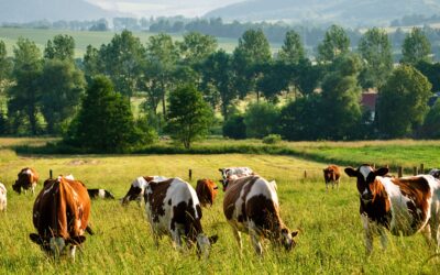 USDA Provides $5 Million to Help Organic Dairy Producers