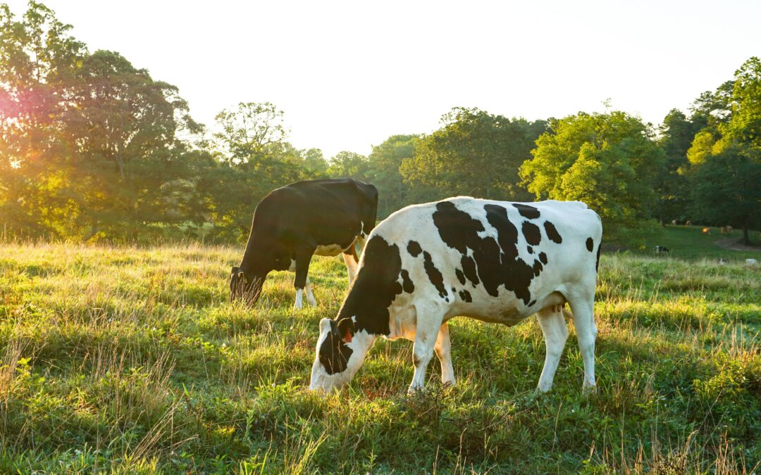 Organic dairy cows must have access to organically certified fields for grazing.