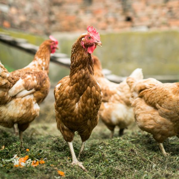 Chickens outside in nature